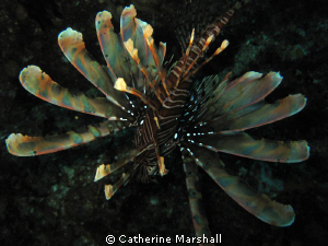 Lionfish in the Cod Hole, Julian Rocks, NSW - taken with ... by Catherine Marshall 